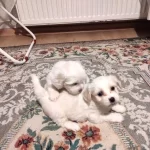 Sağlıklı Xs Maltese Bebekler
