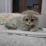 Scottish Fold Yavrularımız Yeni Yuvalarına Gitmeye Hazır
