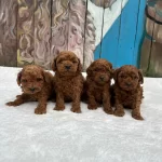 Denizli Merkez Teslime Hazir Poodle Yavrular