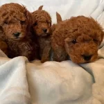 Güzeller Güzeli Poodle Bebekler