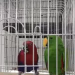 Resmi Belgeli Yavru Eclectus Papağanları