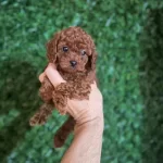 Mükemmel Red Brown Toy Poodle Yavrular