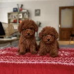 Sağlık Garantili Red Brown Toy Poodle Bebekler