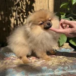 Turuncu Renkte Pomeranian Tea Cup Erkek