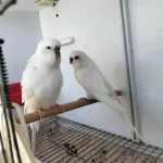 Hazır Eş Eke Albino Takım Muhabbet Kuşu