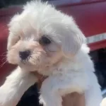 Safkan İzmirde Tek Kalite Maltipoo Yavrular
