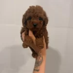 Toy Poodle Yavrulari Dişi