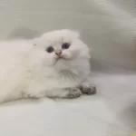 Scottish Fold Beyaz Uzun Tüylü