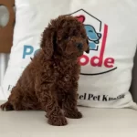 Petmode Köpek Çiftliğinden Ziyarete Açık Toy Poodle