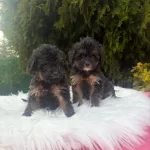 A++ Maltipoo Yavrular 81 İle Gönderim Var