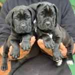 A Scrli Anne Babadan Cane Corso Yavrular Kapıda Ödeme