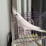 45 Günlük Albino Yavru Sultan Papağanı