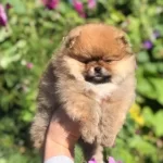 Teddy Bear Pomeranian Yavrulari
