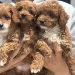 Ruhsatlı Çiftlikde Ziyarete Açık Maltipoo Yavrular