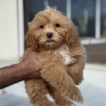 Ankarada Ziyarete Açık Aşılı Pasaportlu Maltipoo