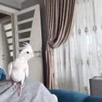 Sultan Papağanı 50 Günlük