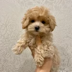 Sevimli Maltipoo Yavrulari