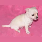 Harika Chihuahua Çok Güzel