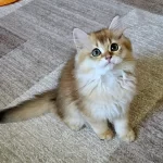 Golden British Longhair Bebeğimiz