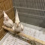 Albino Sultan Papağanı