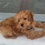 Harika 4 Aylık Maltipoo