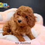 Red Brown Toy Poodle Bebekler