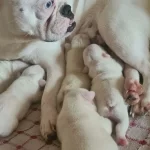 3 Haziran Doğumlu Beyaz Mavi Göz French Bulldog