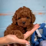 Toy Poodle Yavrulari