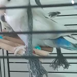 Sevda Papağanı 5 Aylık