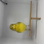 Ötümde Erkek Gloster Kanarya