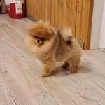 Teddy Bear Pomeranian Yavrulari