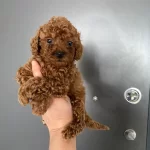 Red Brown Poodle Yavrularım