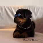 A Şecereli Erkek Rottweiler Yavrularım