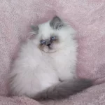 Erkek British Longhair