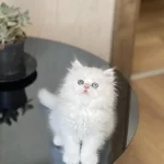 Show Güzellik Gold Eyes British Longhair Yavrum