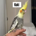 Yavru Evcilik Garantili Sultan Papağanı