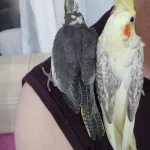 1 Aylık Ele Alışkın Sultan Papağanlar İsırma Yapmaz