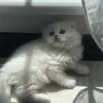 Show Kalite British Longhair Yavrular
