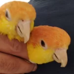 Evcil Dna Belgeli Caique Takım