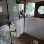Dişi Erkek Hazır Kanaryalar