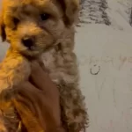 Maltipoo Kalite Yavrular İrk Sağlık Garantili