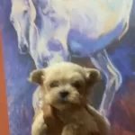 Safkan Kaliteninde Kalitesi Maltipoo Yavrular