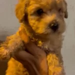 Orijinal Maltipoo Yavrularımız İrk Sağlık Garantili