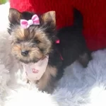 Teacup Eğitimli Yorkshire Terrier Yavrular