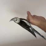 Erkek White Face Sultan Papağanı 5 Aylık