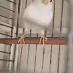 2 Yaşında Güzel Nazik Ötümlü Erkek Kanarya