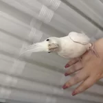 Albino Sultan Papağını