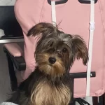 Yorkshire Terrier Milamız