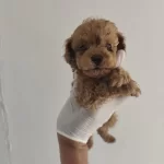 Toy Poodle Aşılı Kilo Garantili Yavrular