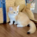 Safkan British Shorthair Golden Dişi Yavru